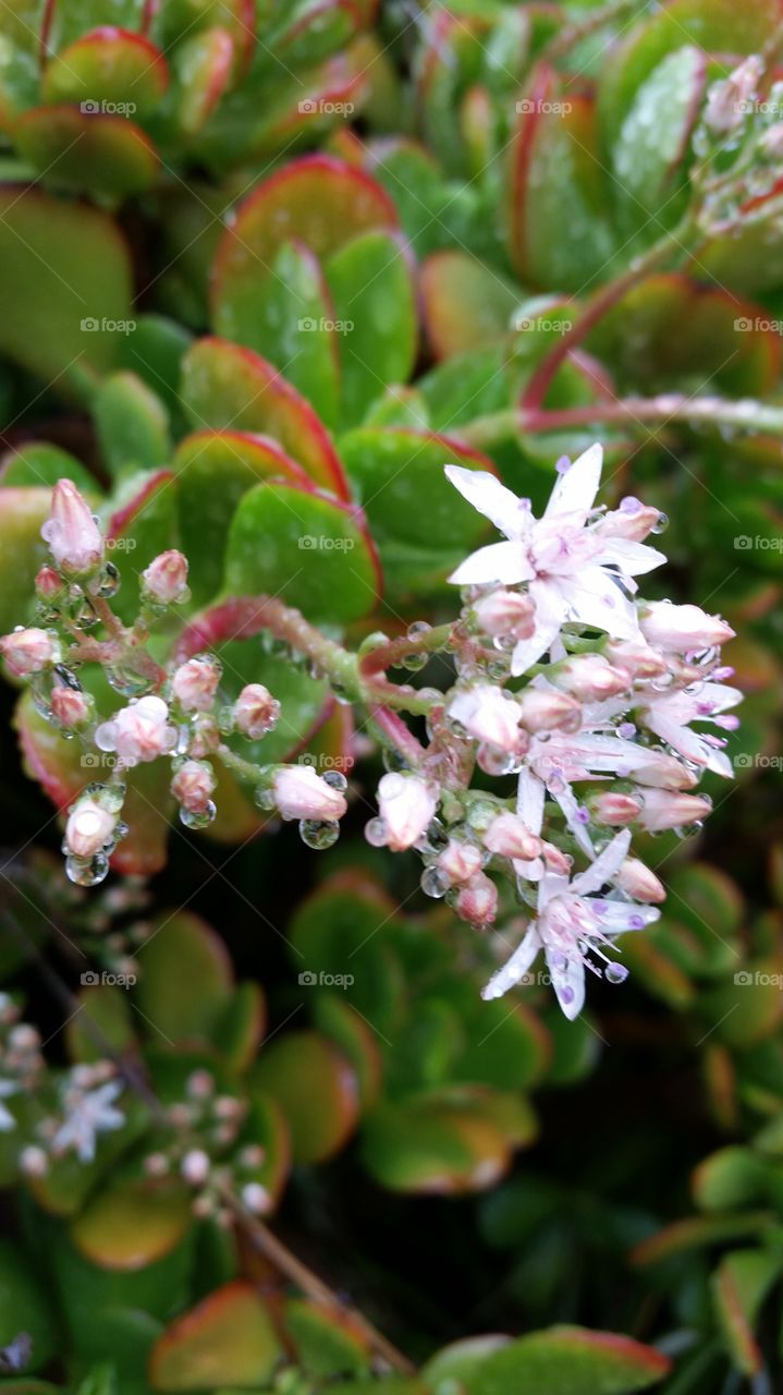 Raindrops on Jade Plant. Blooming Jade Plant in the rain 