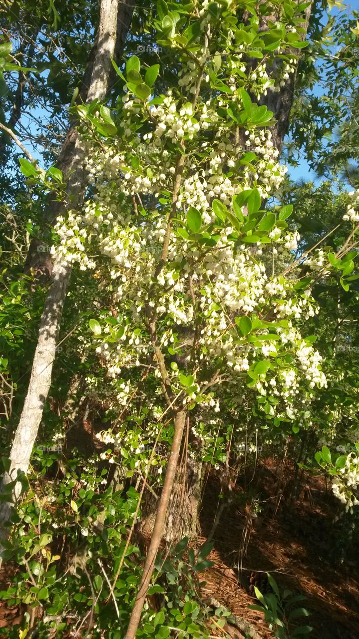 the bells of Pelion. white bell flowers of spring