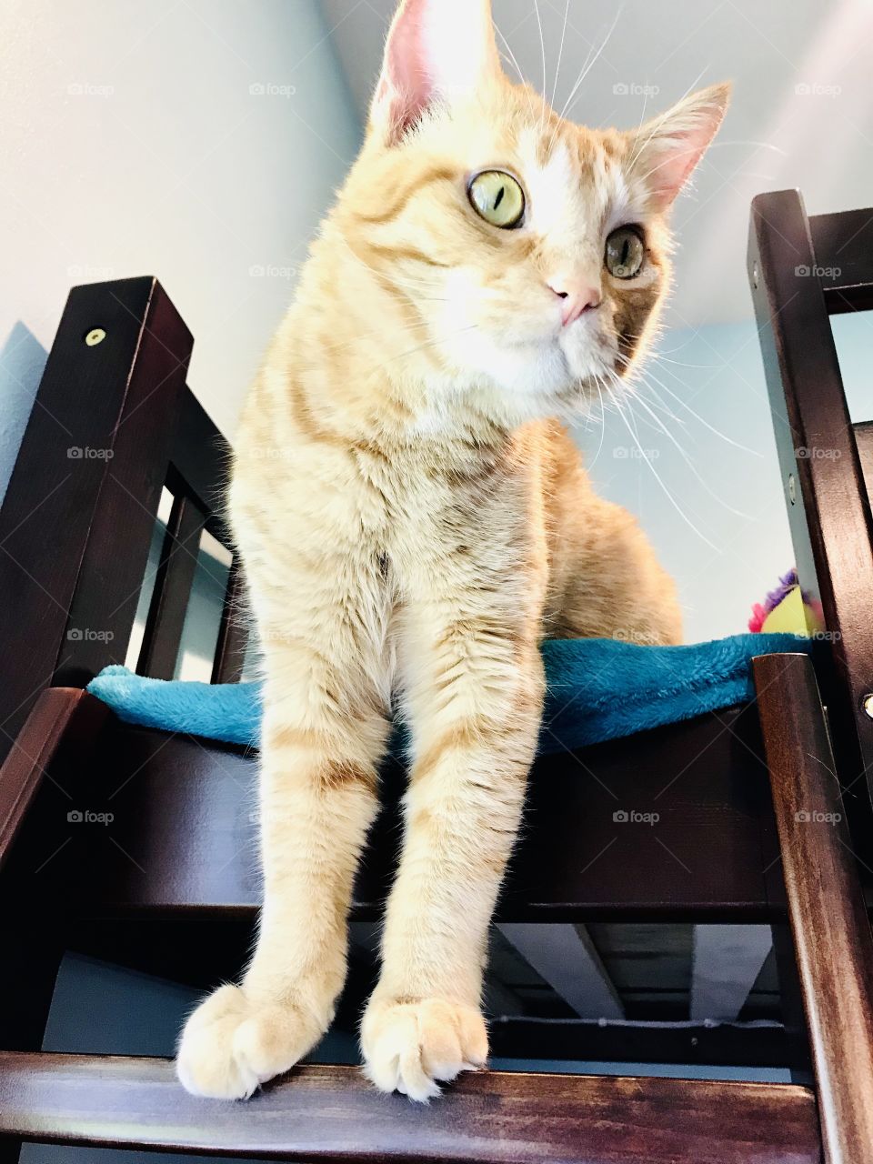 Darling orange tabby cat doing what he does best...looking absolutely adorable! 