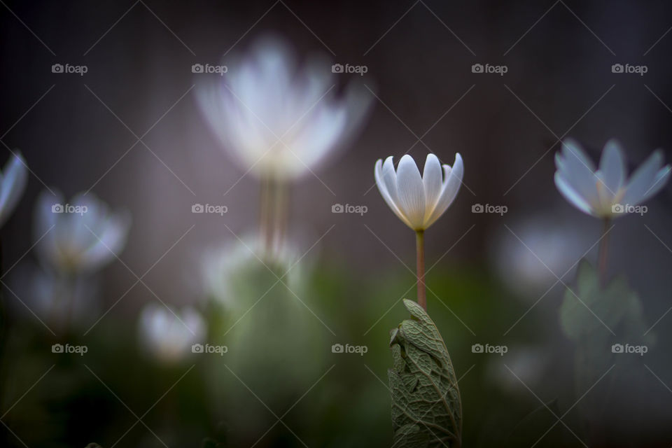 White spring flowers in a forest