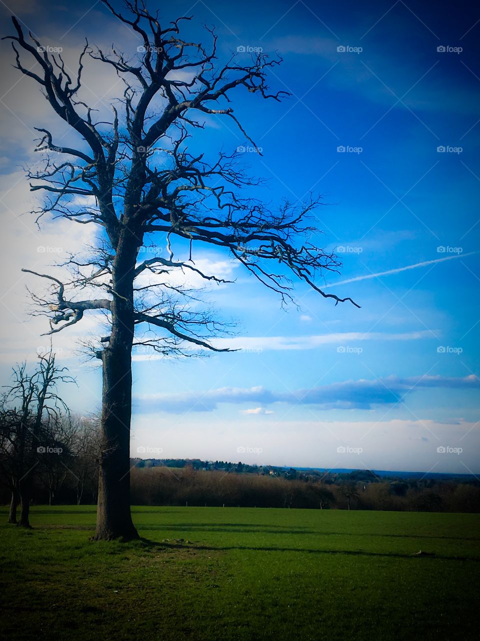 Old Oak Tree 