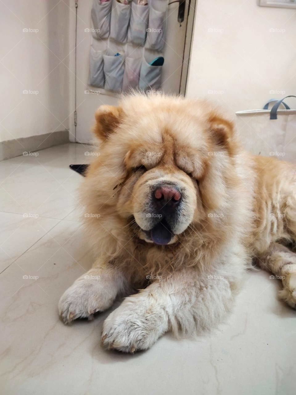 Chow Chow dog