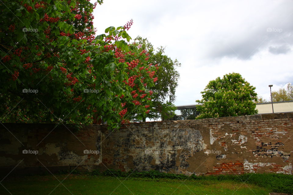 Baum und Mauer