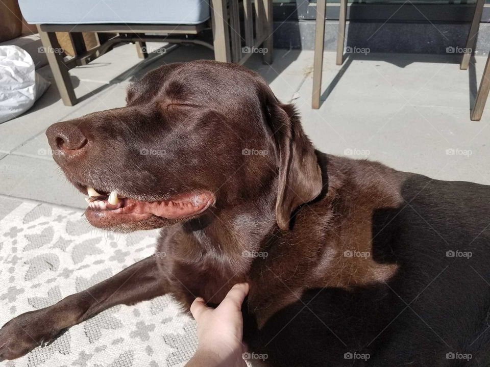 A chocolate labrador basking in the sun and enjoying some pets. Photo taken February 2018.