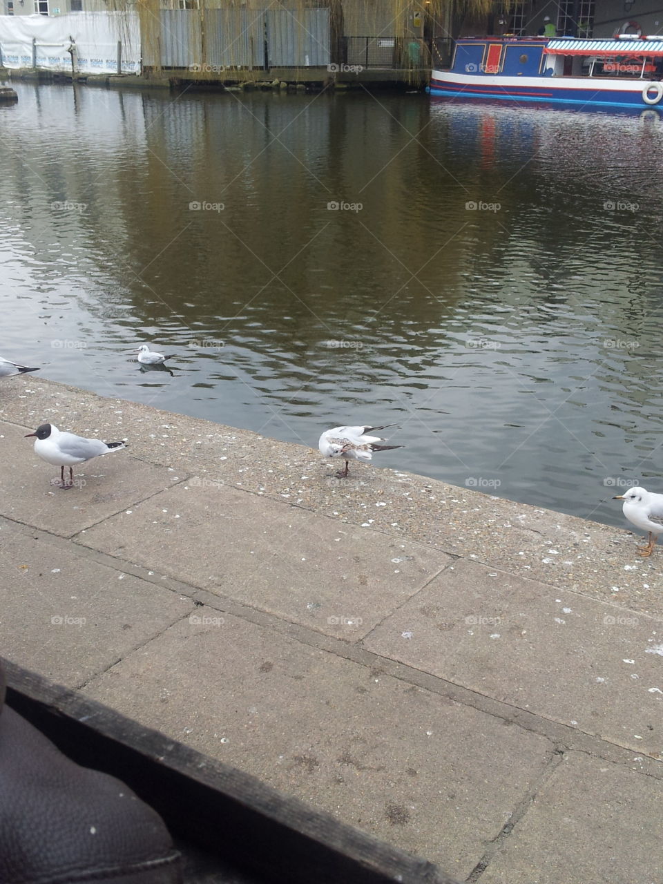 Water, Bird, River, No Person, Lake