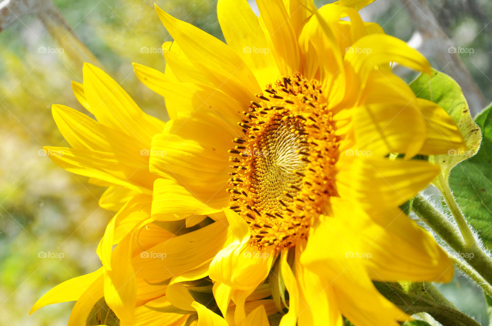 Sunflower 