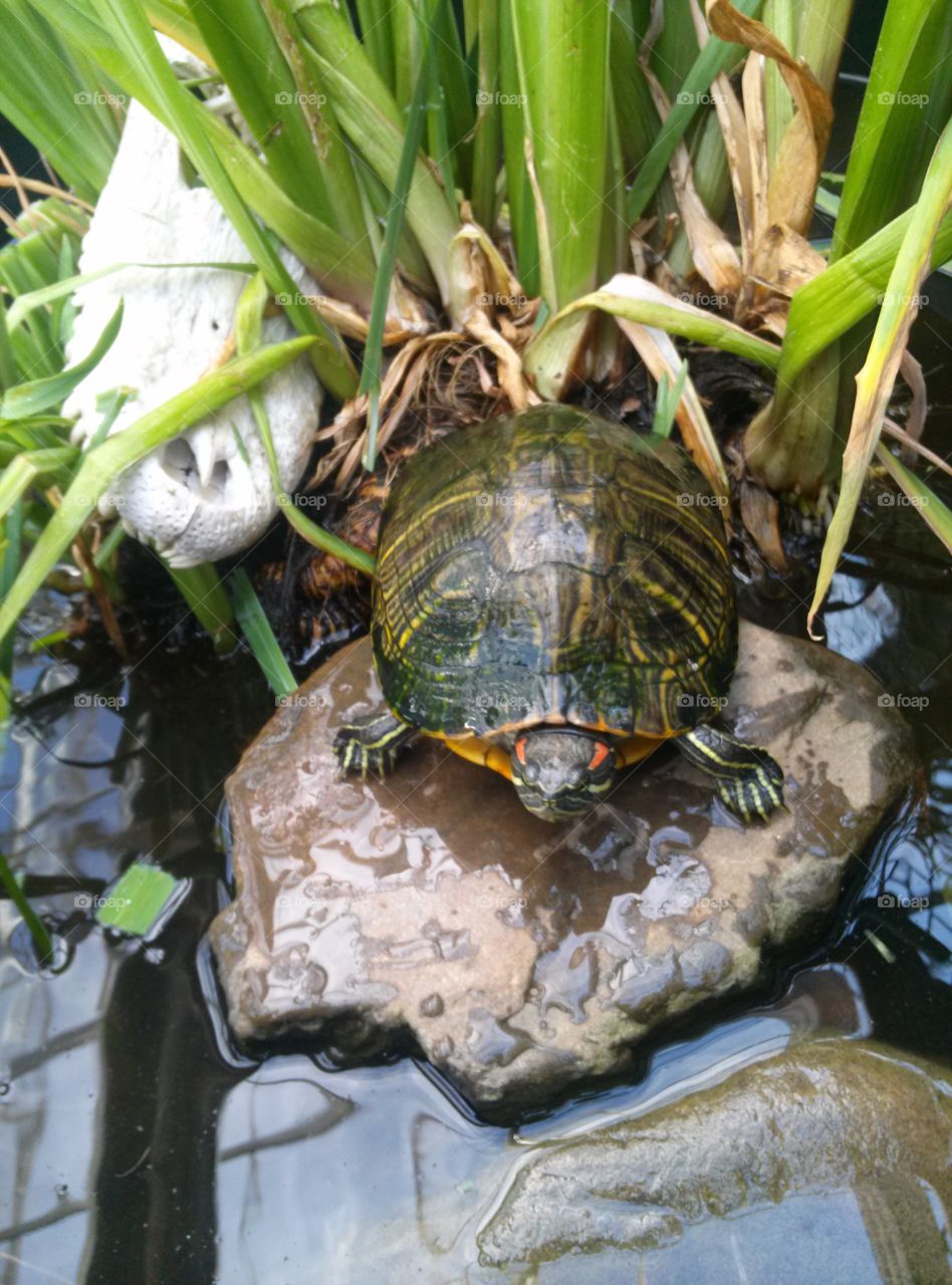 Filberta. My Pet Turtle