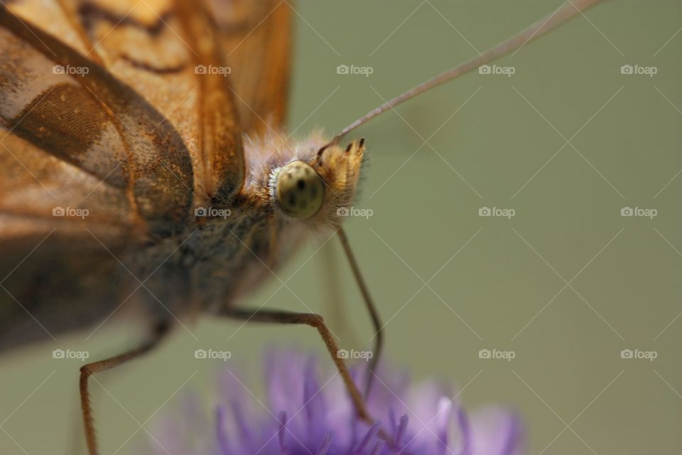 Extreme close-up of butterfly