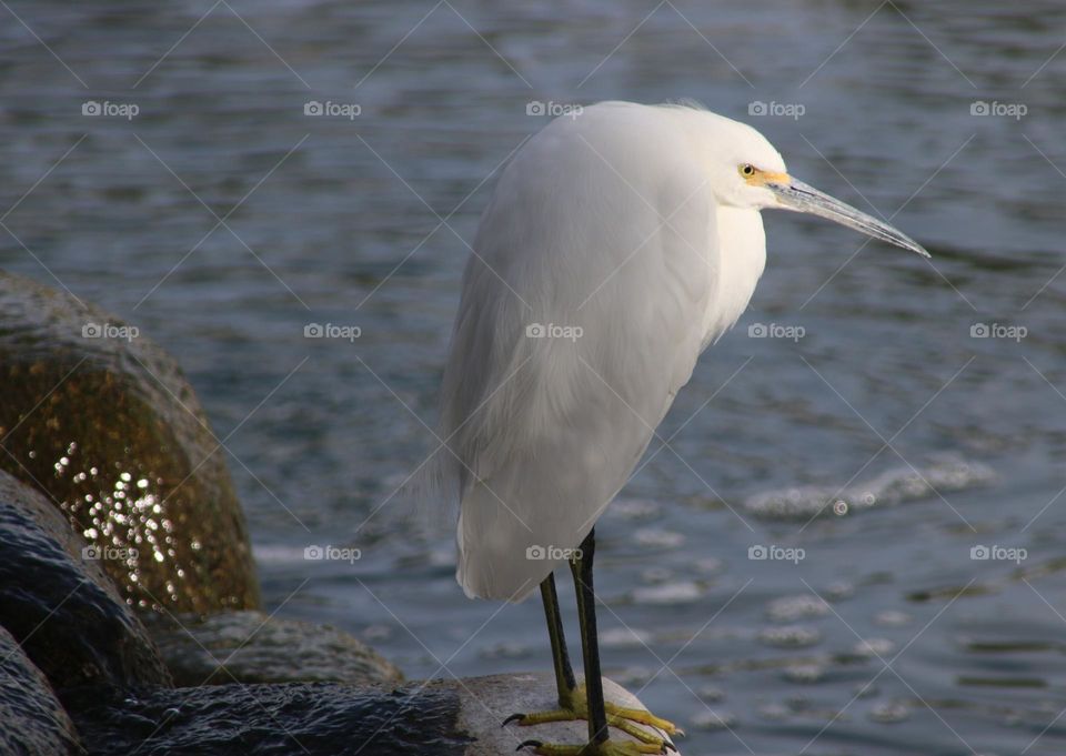 White Egret on the Lakeshore