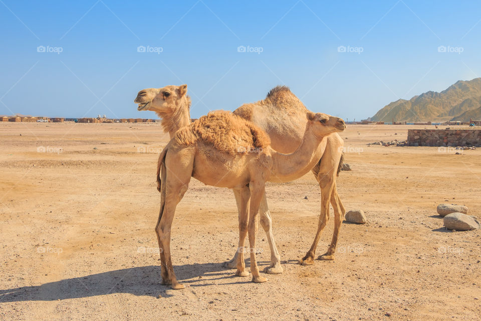 Camels