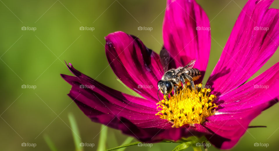Bee resting in flower