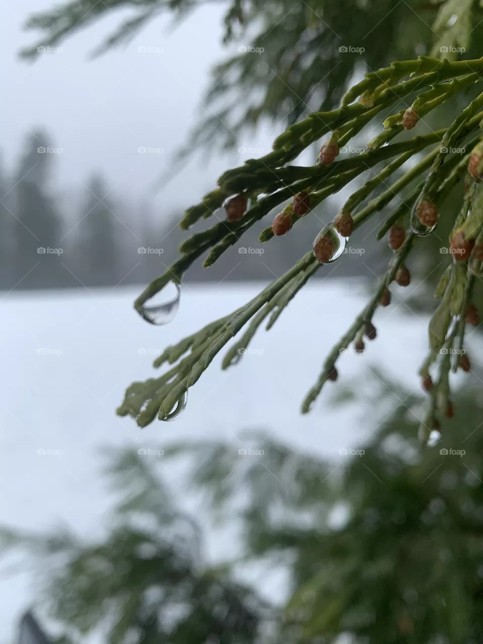 Wet pine needles