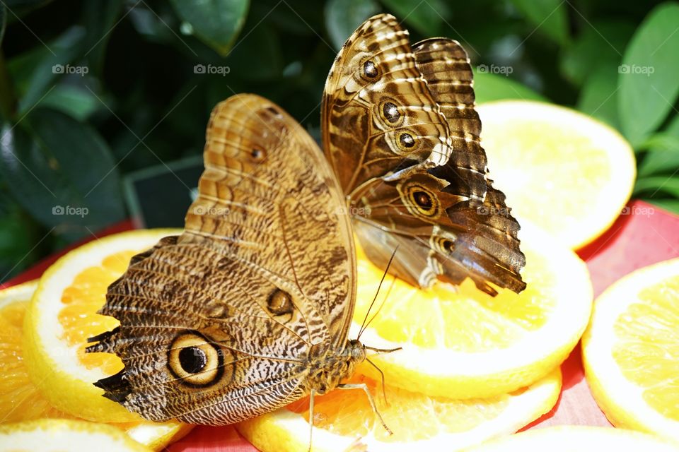 Blue Morpho Butterflies
