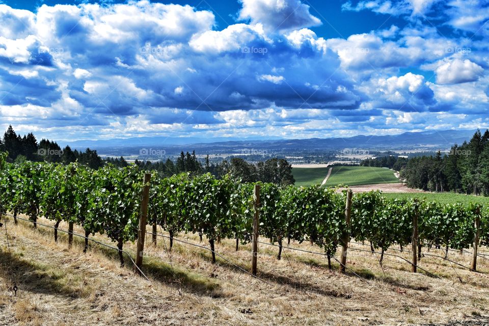 Cloudy vineyard 