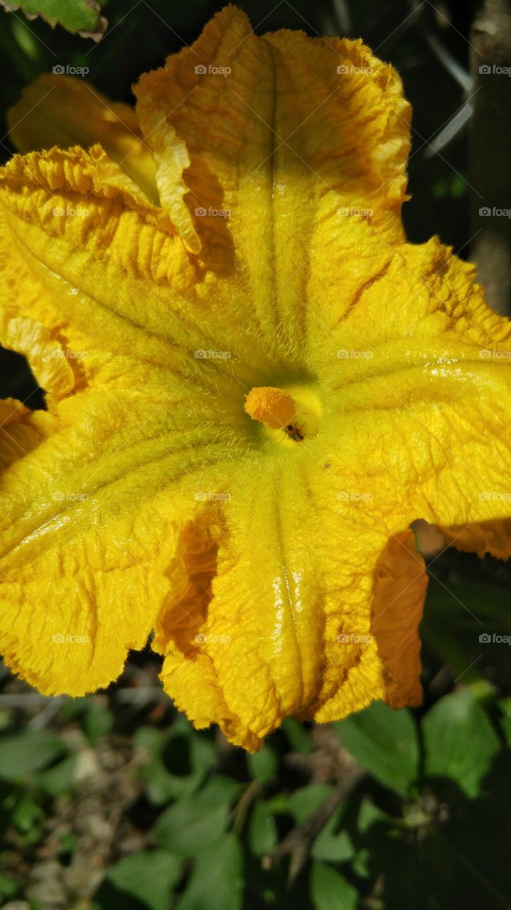 Large yellow flower hiding a beetle