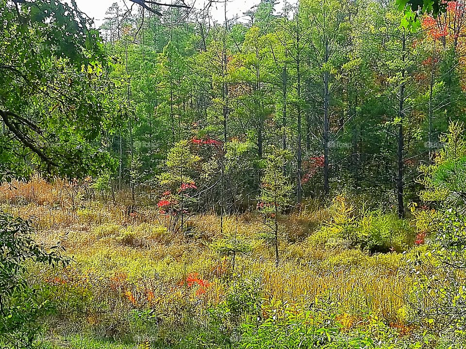early fall colored woods
