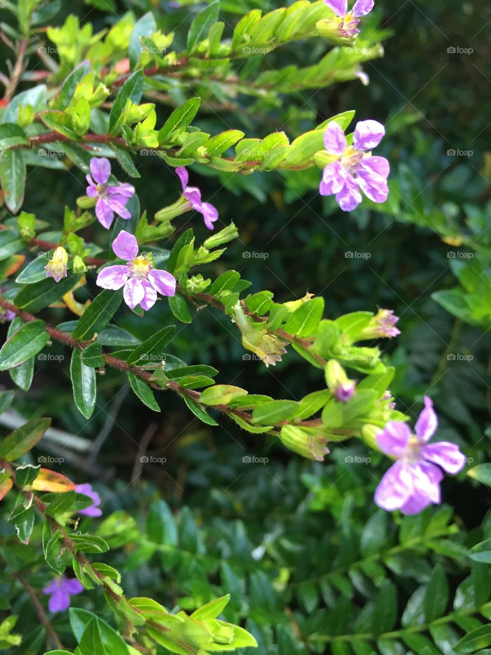 Small Pink Flowers