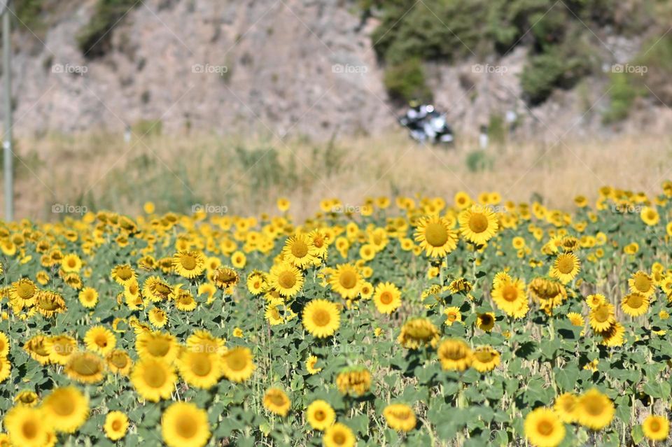 sunflower field