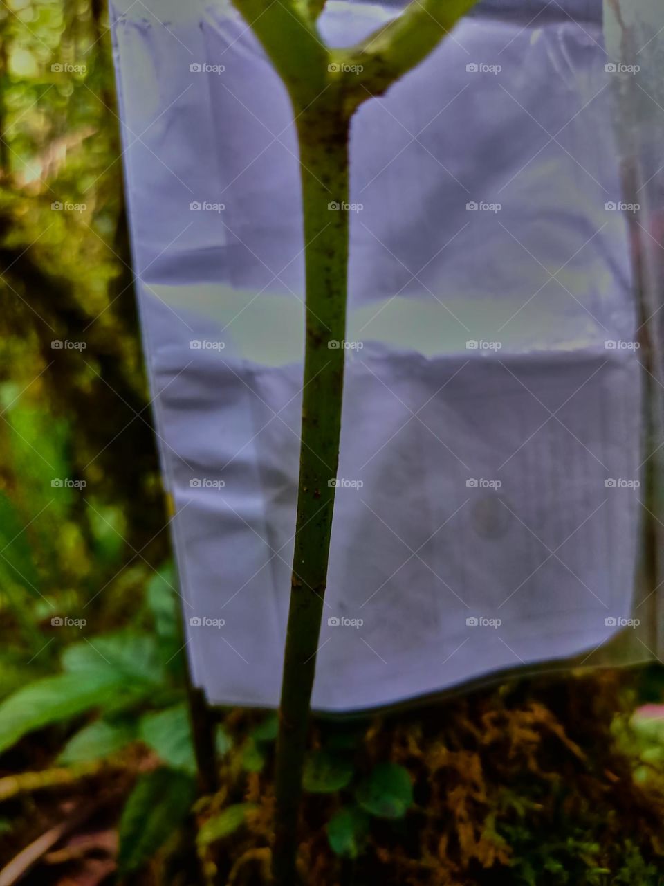 Cobra lily (Arisaema sp) growing in tropical forest of North sumatra, Indonesia