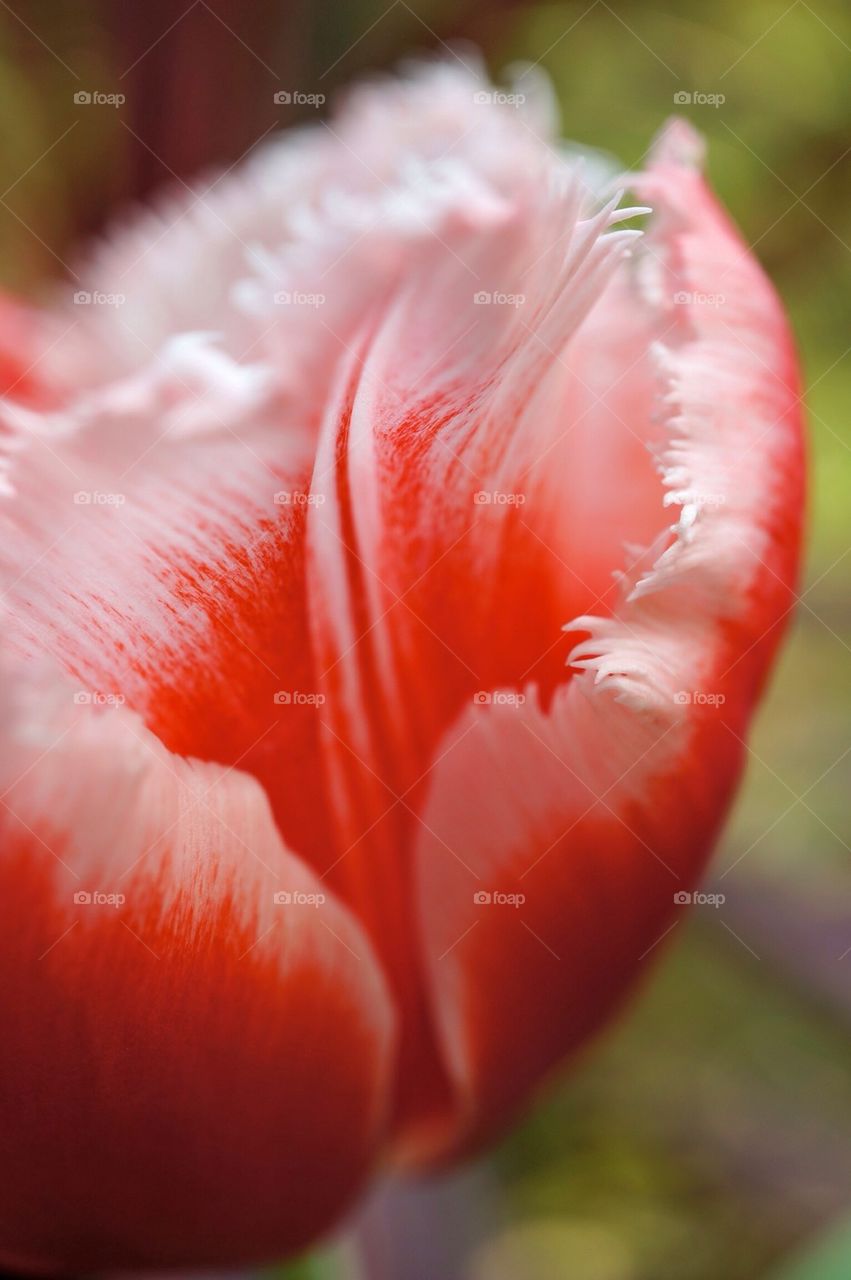 Tulip Petal Close-up