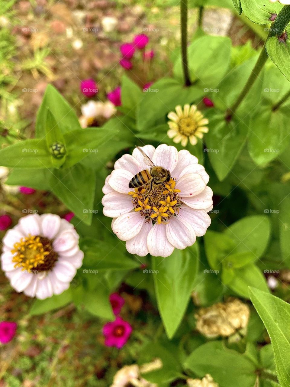 Bee on a flower