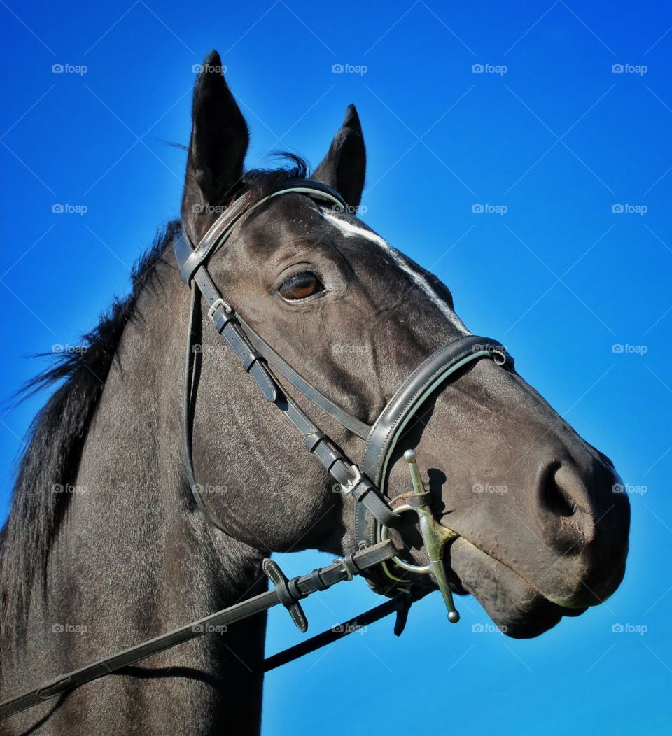 A handsome black steed. Beautiful face of a strong, black horse