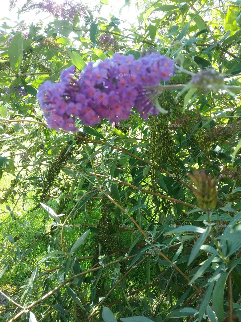 The butterfly bush in bloom