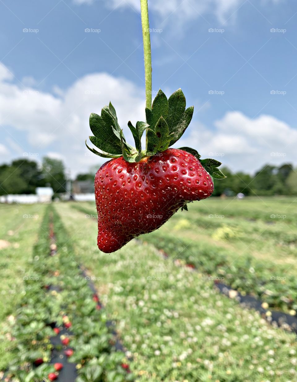 Strawberry Delight  - strawberry picking season - Strawberries a heart-shaped, brightly red, sweet, juicy edible fruit.  they are one of the most popular of all ‘berries’ and is enjoyed all over the world