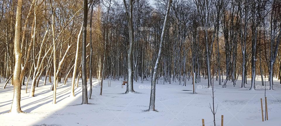 winter landscape in the park