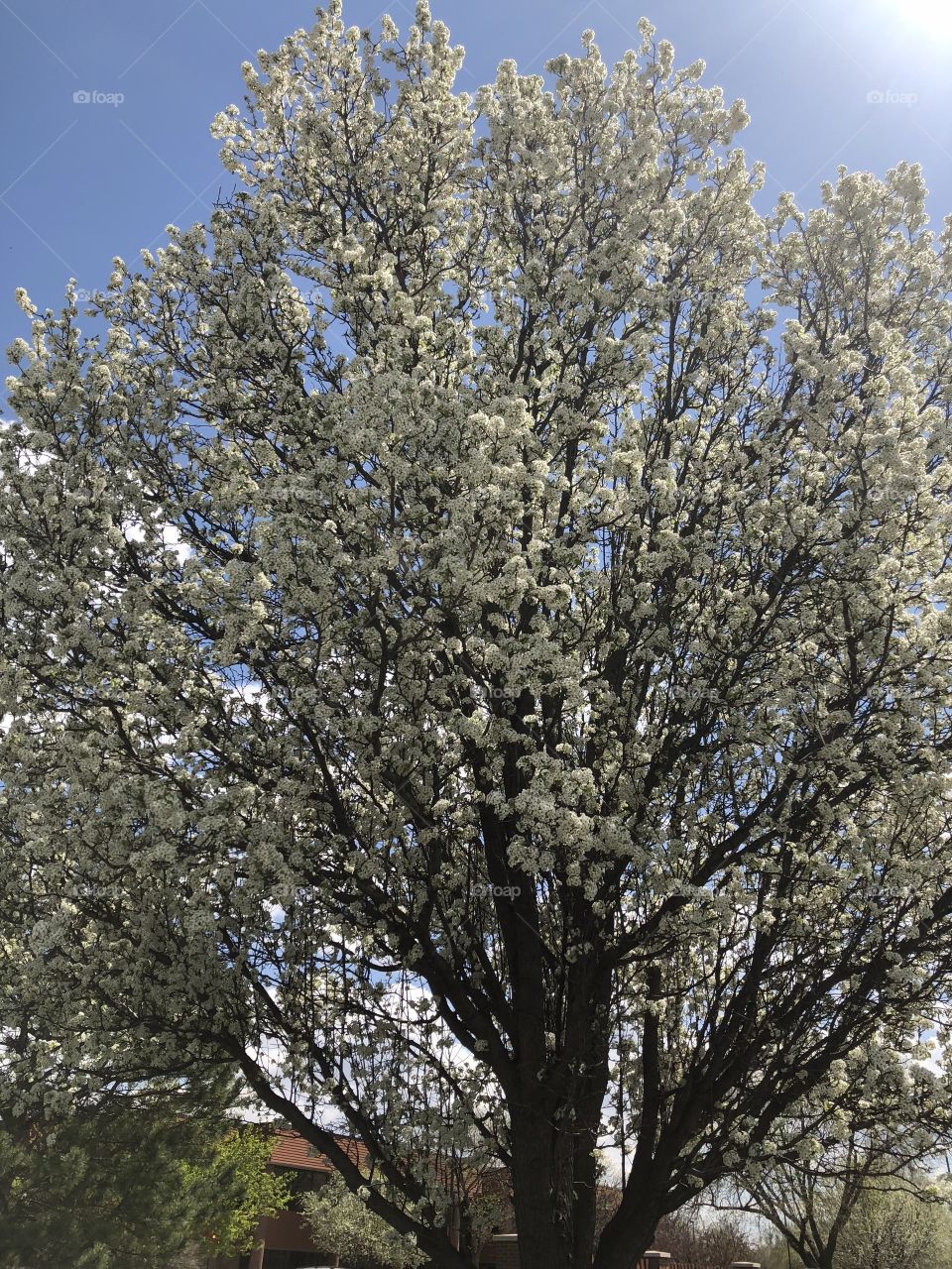 Tree with white flowers 