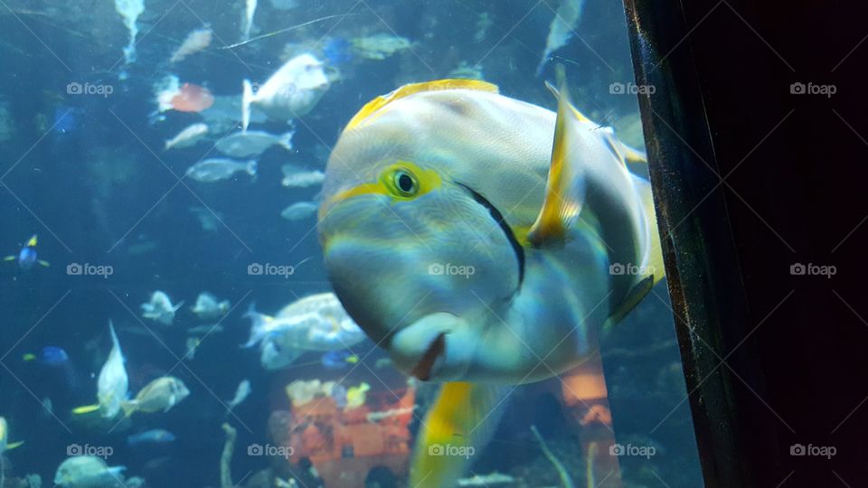 Happy fish at the aquarium