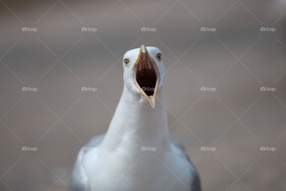 A gull screaming to the face with a brown background.