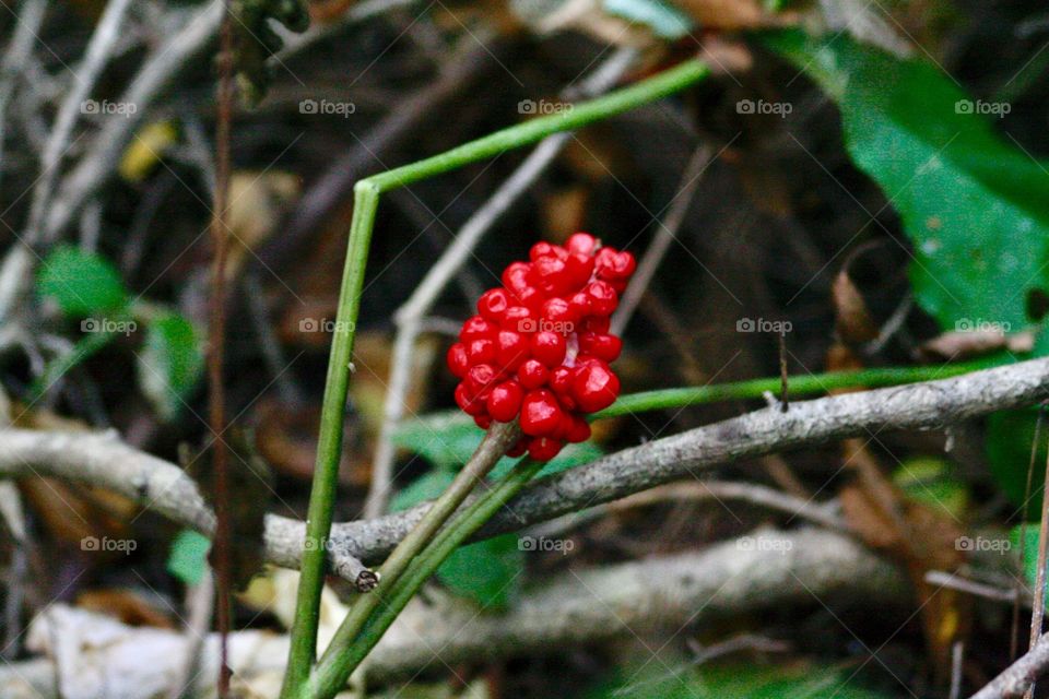 Forest berries 