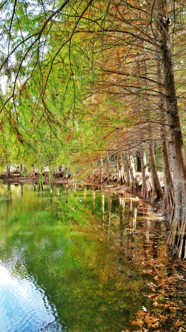 cypress trees beside water