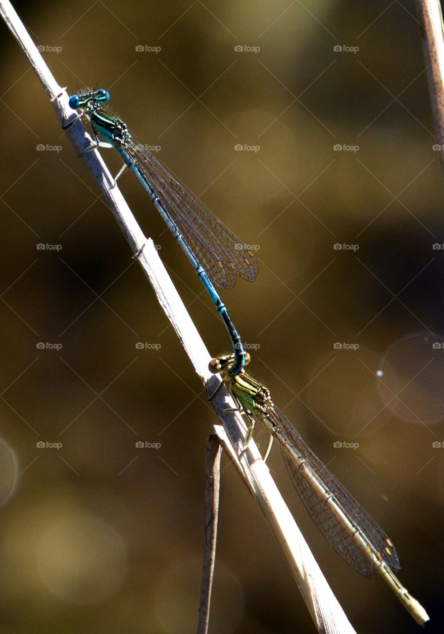 Two Dragonflies Mating