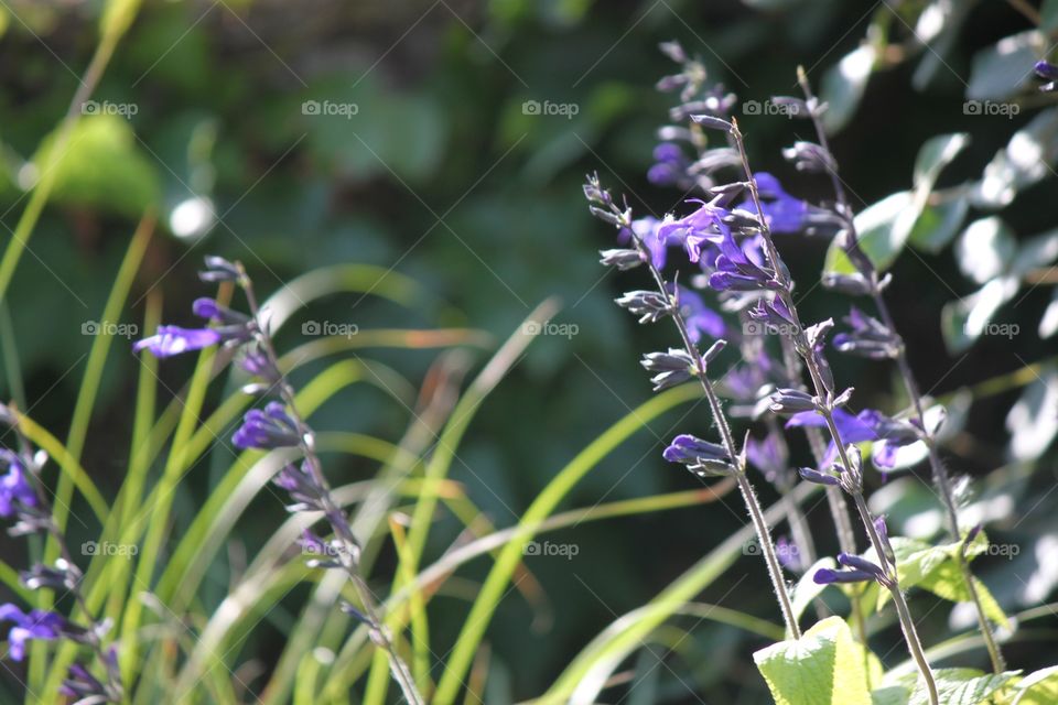 Violet flowers growing in field