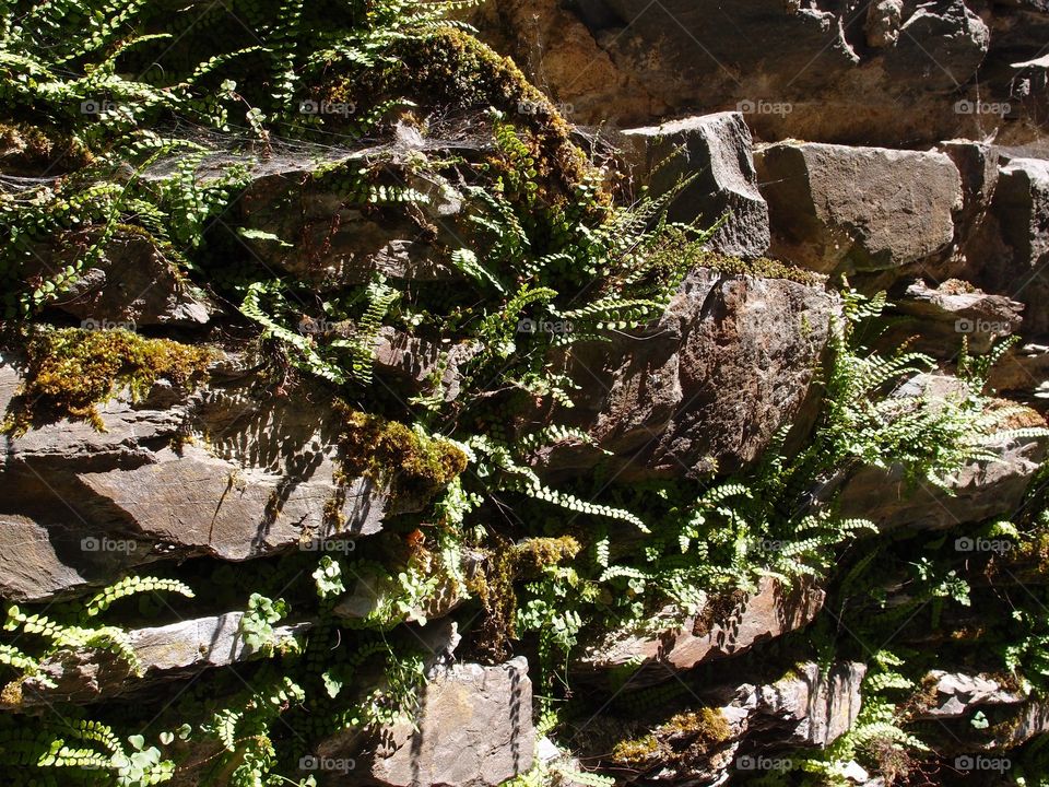 Layers of rock wall with plants growing out of it on the old part of Chateau dé Vianden in Luxembourg on a sunny summer day. 