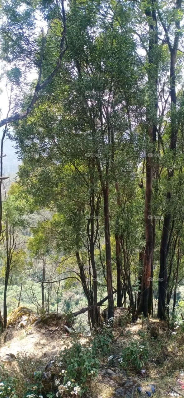 trees in forest