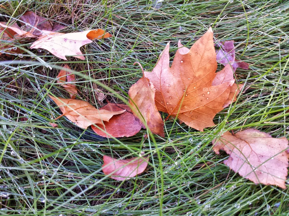 seasons