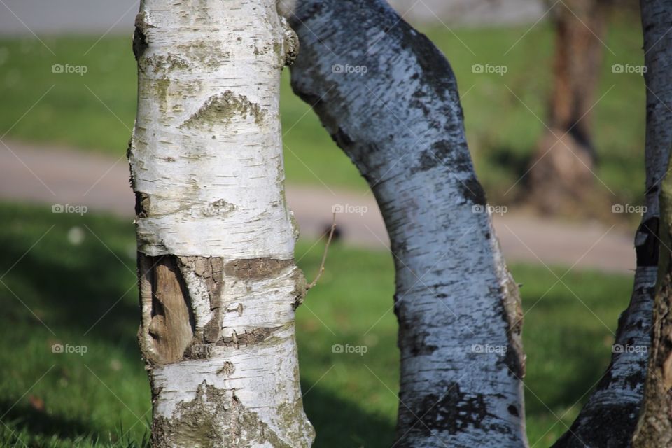 Beautiful birch 