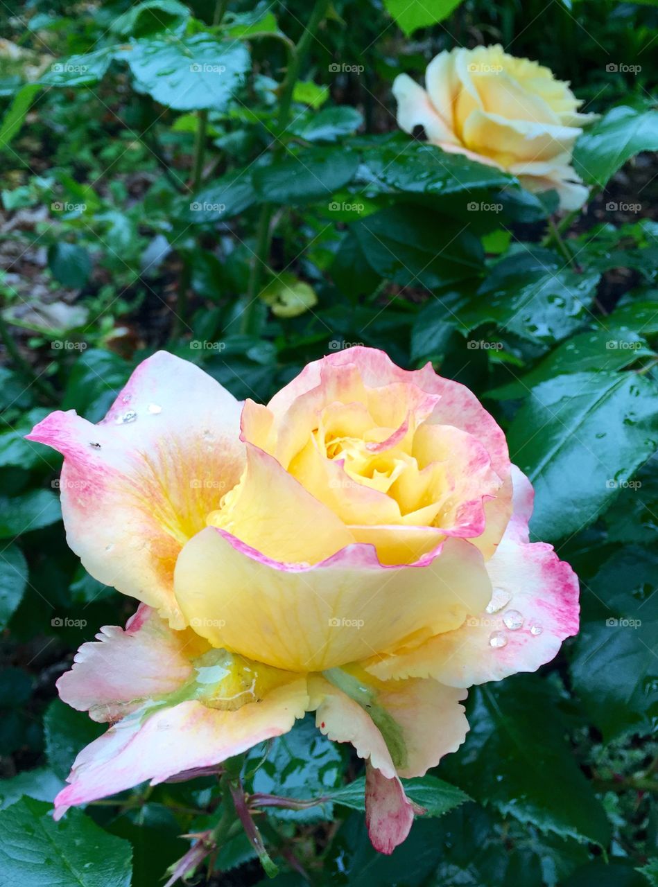 Rose with Rain