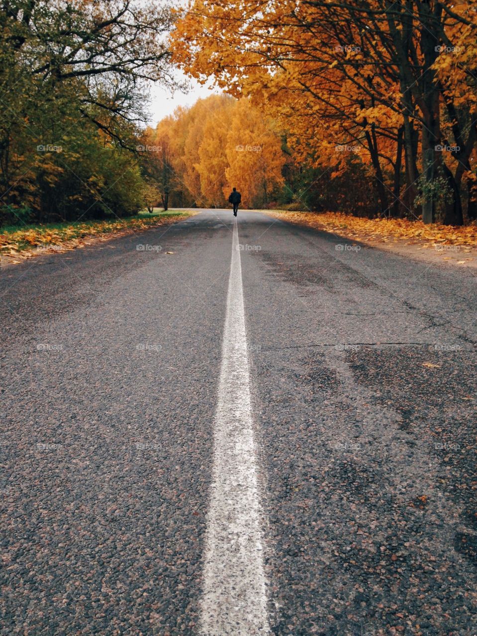 View of road during autumn