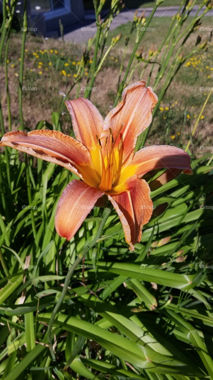 Bloom in orange