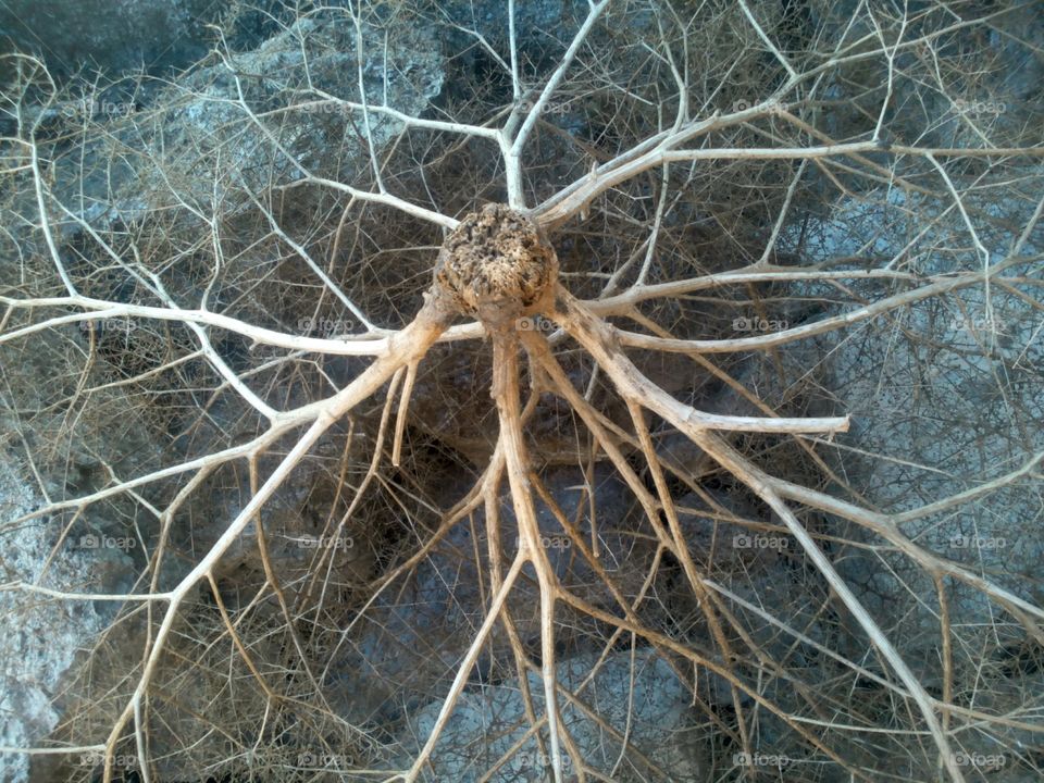 Nature, No Person, Dry, Tree, Old