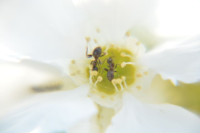 Flowers of spring