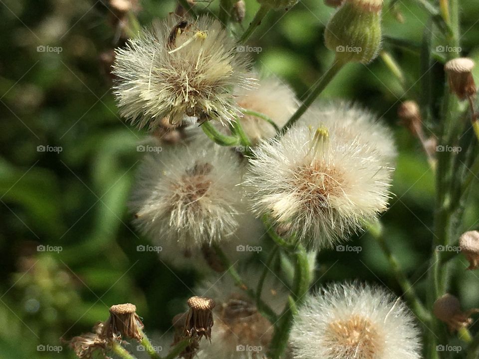 Weeds in Spring 