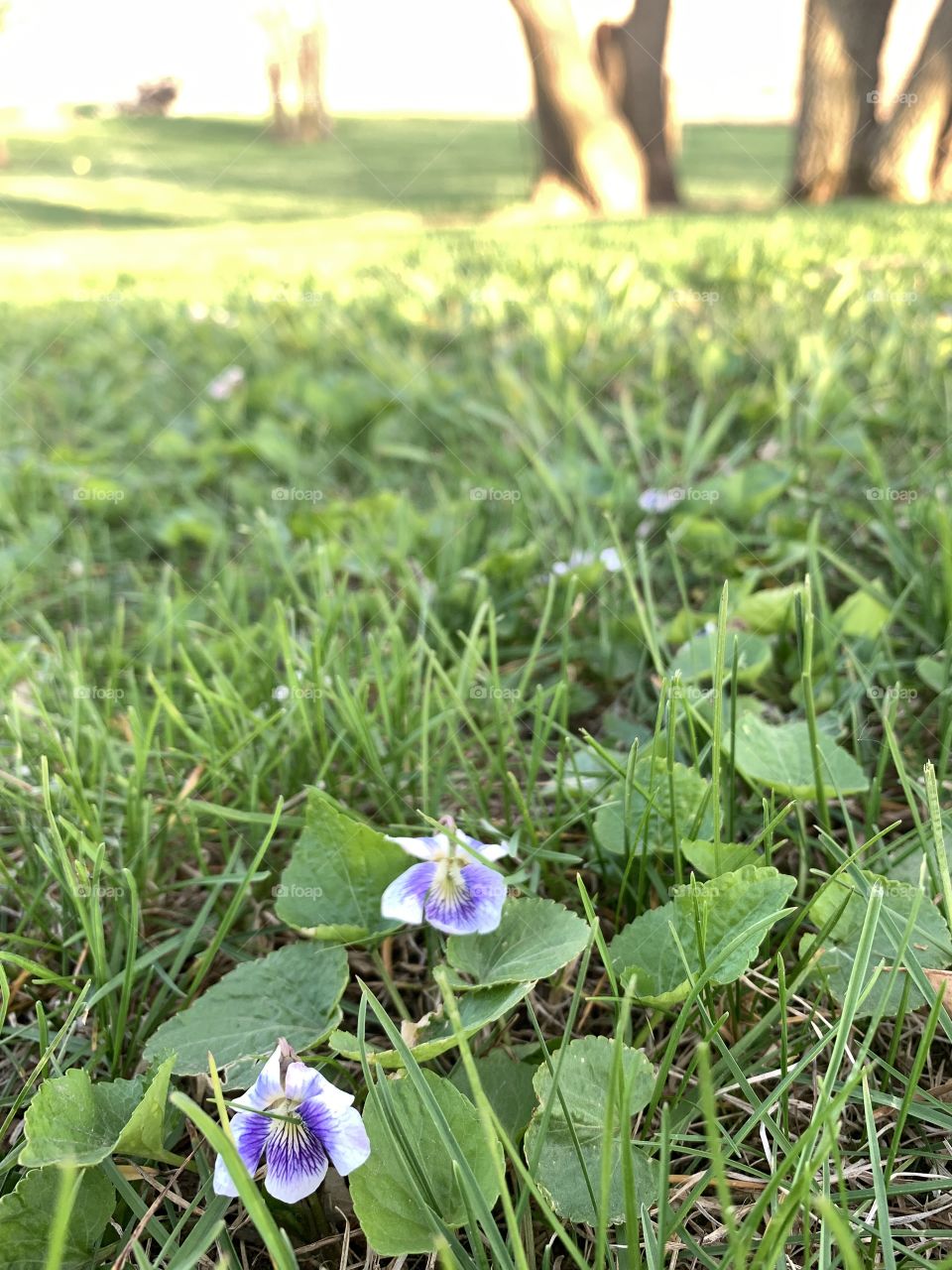 Low-angled view of white and purple wild violets or violas in bright green grass with tree trunks and sunny filed in the distance