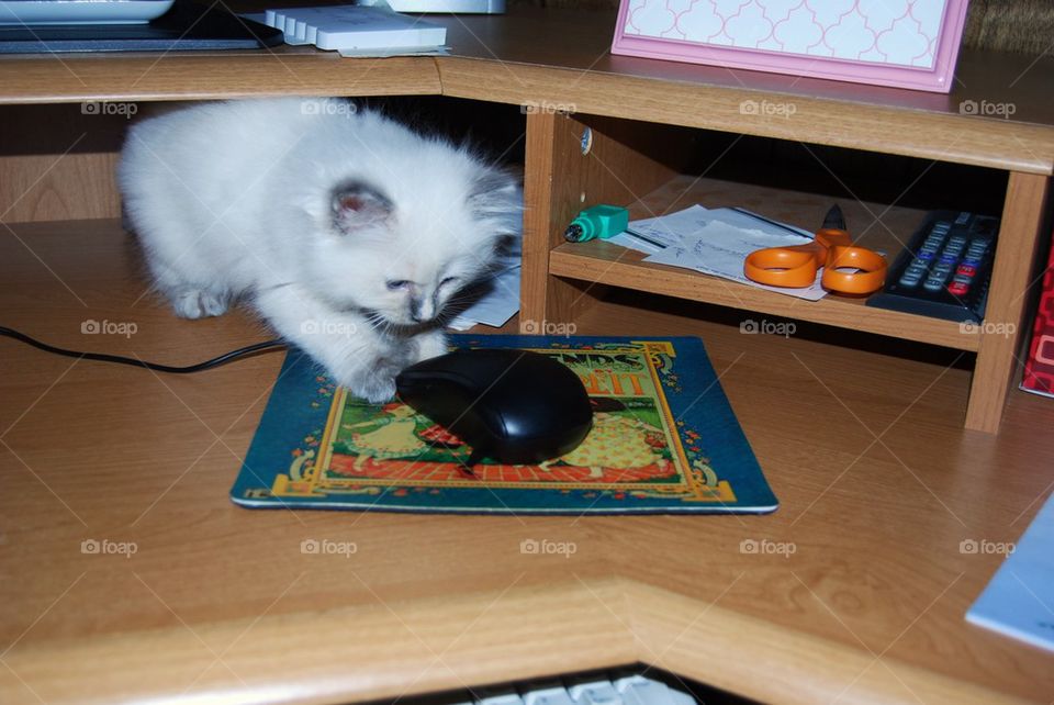 Kitten with computer mouse