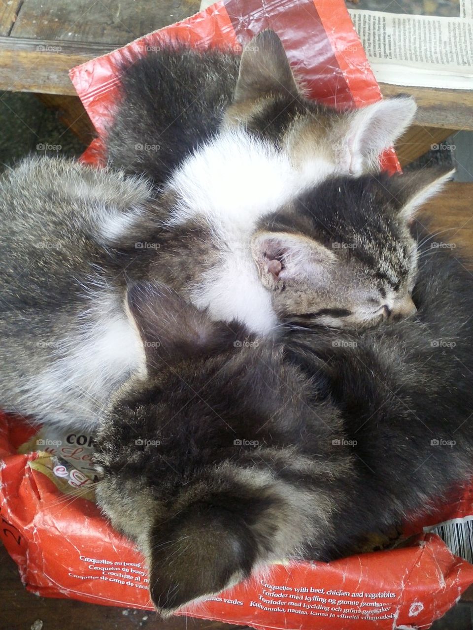 Sleeping kittens