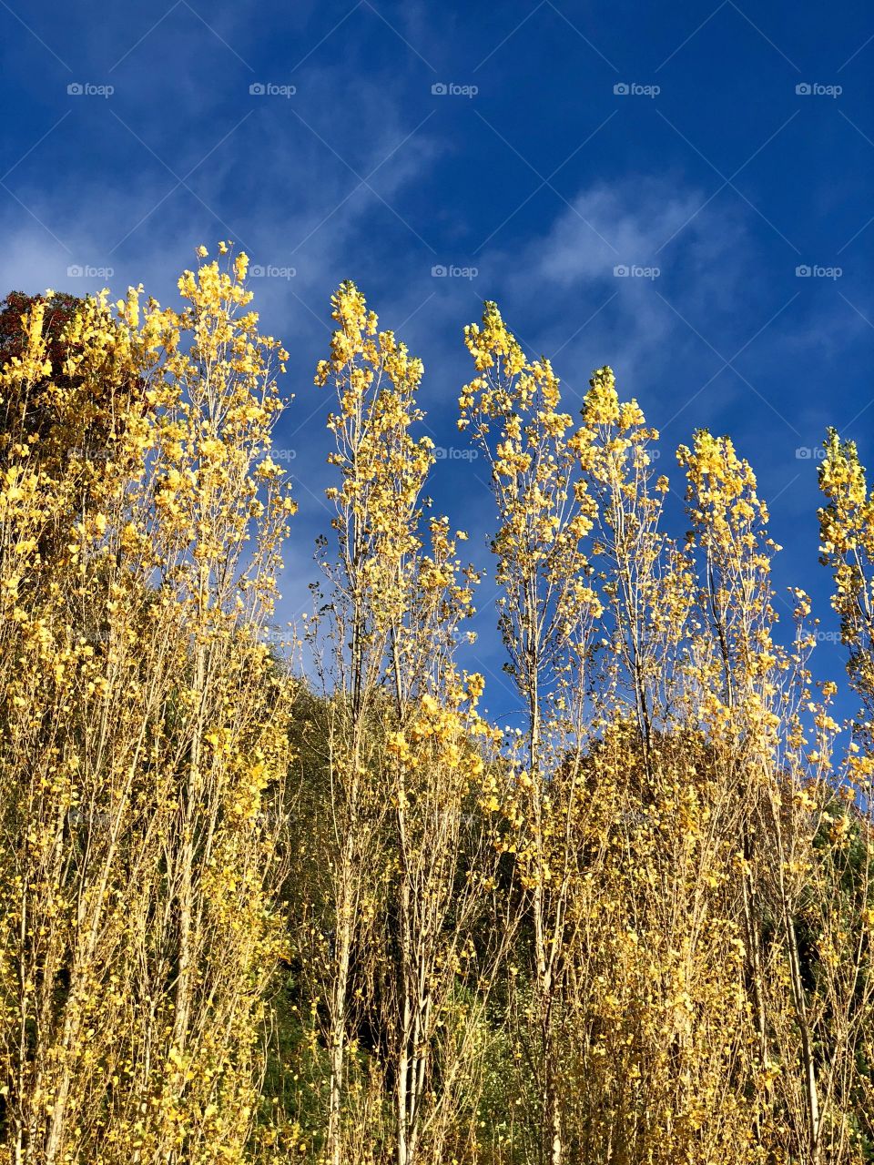 Foap Mission First Signs Of Autumn! Golden Fall Leaves Against A Brilliant Blue Sky